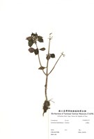 藏品(長壽花)的圖片